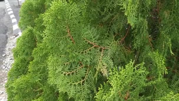 Güzel Yeşil Platycladus Orientalis Ağacının Görüntüleri — Stok video