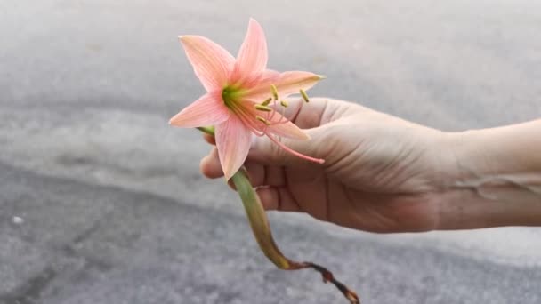 Footage Striped Barbados Lily — Stock Video