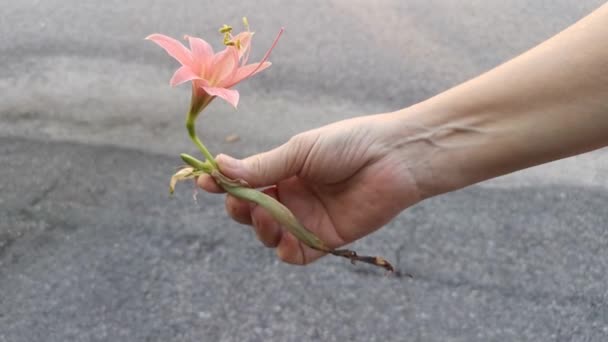 Footage Striped Barbados Lily — Stock Video