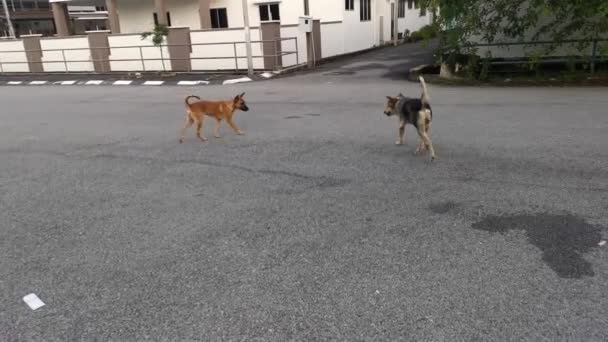 Imagini Ale Activității Câinilor Vagabonzi Stradă — Videoclip de stoc