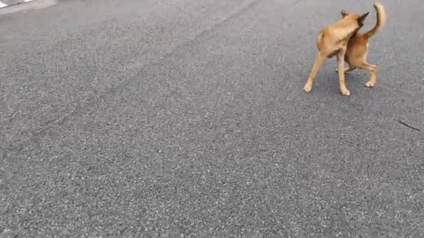 流浪狗在街上活动的镜头 — 图库视频影像