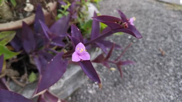 紫红色的小花椰菜植物的片段 — 图库视频影像