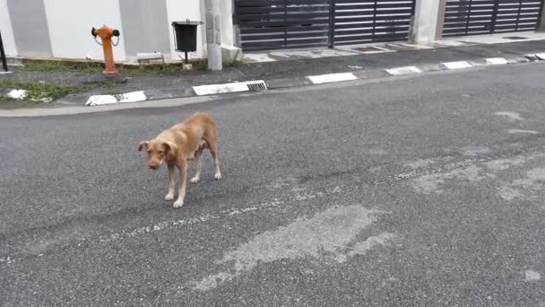 流浪狗在街上活动的镜头 — 图库视频影像