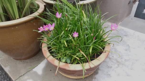 Footage Bunch Zephyranthes Rosea Lindl Pot — Stock Video