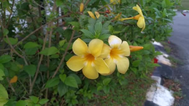 Imágenes Flor Trompeta Allamanda Amarilla — Vídeos de Stock