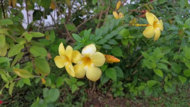 Imágenes Flor Trompeta Allamanda Amarilla — Vídeos de Stock