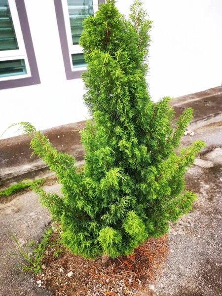 Image Juniperus Chinensis Tree — Stock Photo, Image