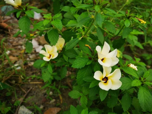 Fiore Bianco Giallo Turnera Subulata — Foto Stock