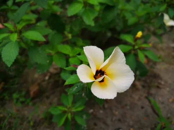 Fehér Sárga Turnera Subulata Virág — Stock Fotó