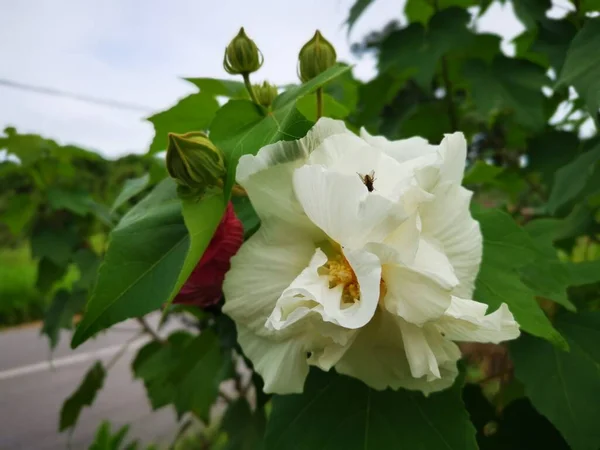 Afbeelding Van Hibiscus Mutabilis Wit Tot Roze — Stockfoto