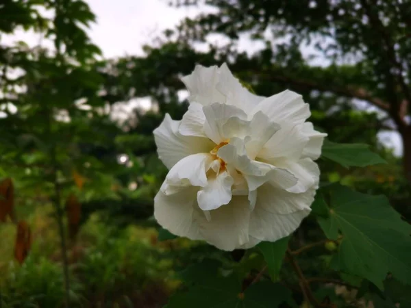 Obraz Hibiscus Mutabilis Biały Różowego — Zdjęcie stockowe