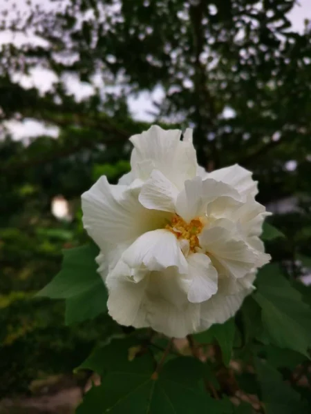 Image Hibiscus Mutabilis Blanc Rose — Photo