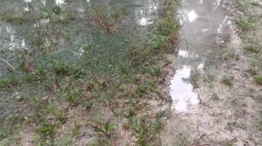 Şiddetli yağmur yağdıktan sonra kırsalda toplanan su havuzunun görüntüleri.