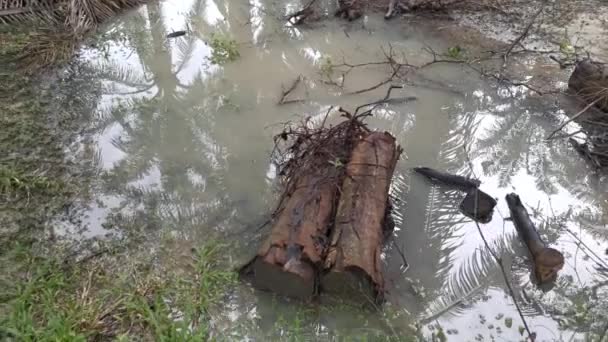 Imagens Piscina Água Campo Recolhidas Após Forte Banho Chuva — Vídeo de Stock