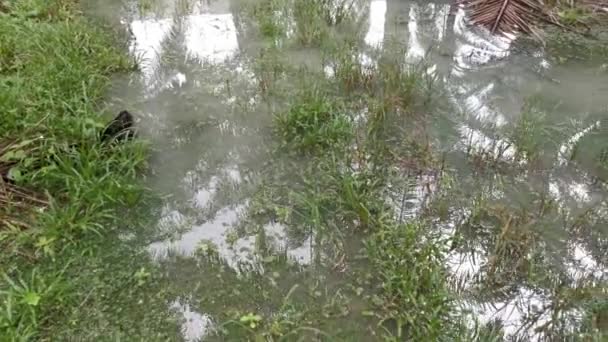Rekaman Dari Kolam Air Pedesaan Yang Dikumpulkan Setelah Hujan Deras — Stok Video