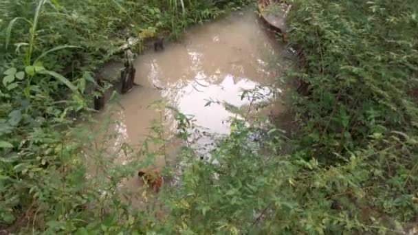 大雨の後に採取された田舎の水のプールの映像 — ストック動画