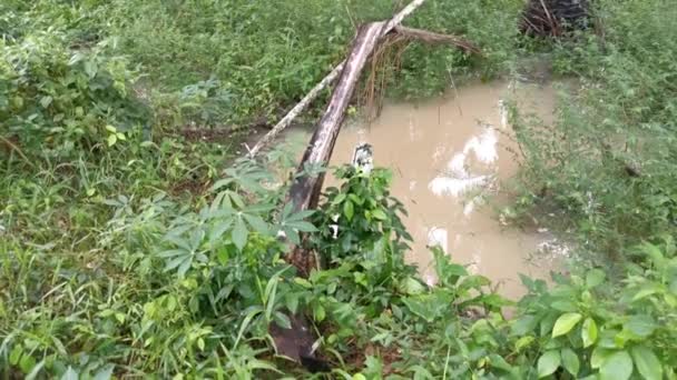 Imagens Piscina Água Campo Recolhidas Após Forte Banho Chuva — Vídeo de Stock