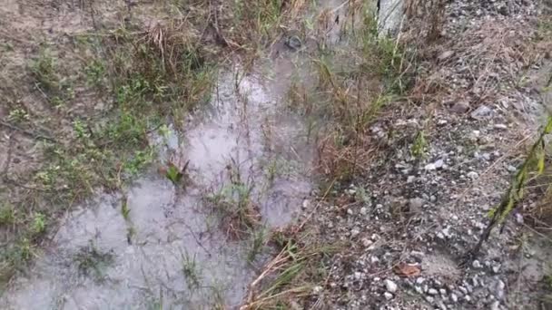 Imagens Piscina Água Campo Recolhidas Após Forte Banho Chuva — Vídeo de Stock