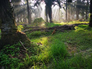 Palmiye yağı kırsalında sabah güneş ışınları manzarası