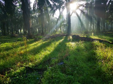Palmiye yağı kırsalında sabah güneş ışınları manzarası