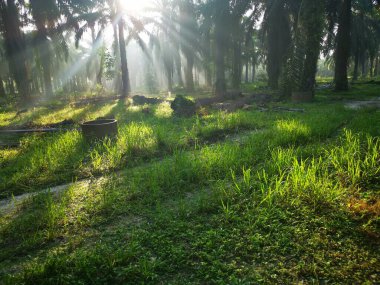 Palmiye yağı kırsalında sabah güneş ışınları manzarası