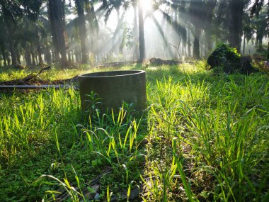 Palmiye yağı kırsalında sabah güneş ışınları manzarası
