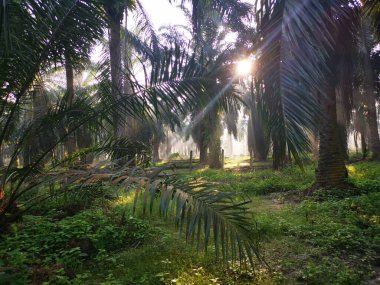 Palmiye yağı kırsalında sabah güneş ışınları manzarası