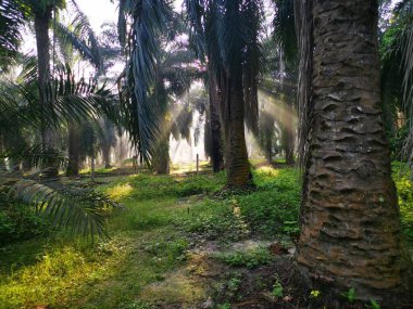 Palmiye yağı kırsalında sabah güneş ışınları manzarası