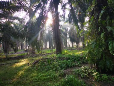Palmiye yağı kırsalında sabah güneş ışınları manzarası