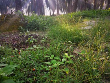 Palmiye yağı kırsalında sabah güneş ışınları manzarası
