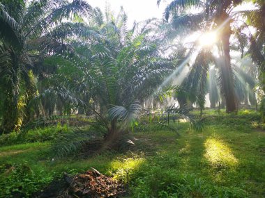 Palmiye yağı kırsalında sabah güneş ışınları manzarası