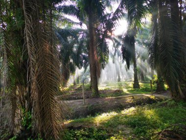 Palmiye yağı kırsalında sabah güneş ışınları manzarası