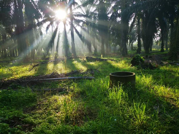 棕榈油乡间晨光的景象 — 图库照片