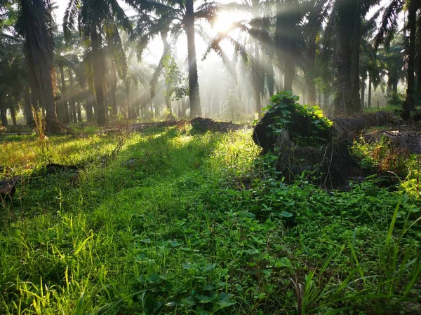 Scene Morning Sun Rays Palm Oil Countryside — Stock Photo, Image