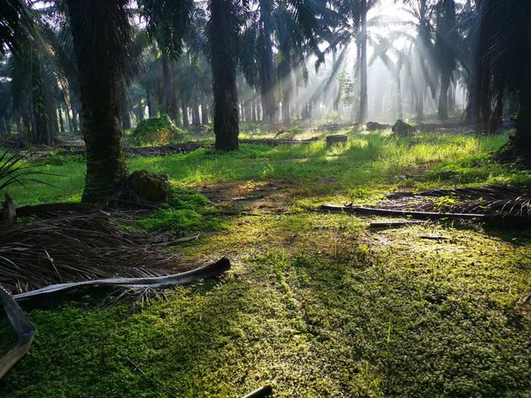 Scène Des Rayons Soleil Matinaux Campagne Huile Palme — Photo