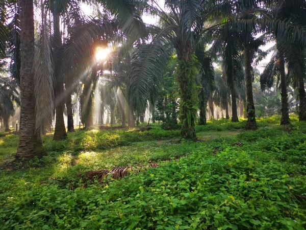 棕榈油乡间晨光的景象 — 图库照片