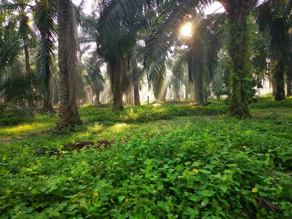 Scène Des Rayons Soleil Matinaux Campagne Huile Palme — Photo