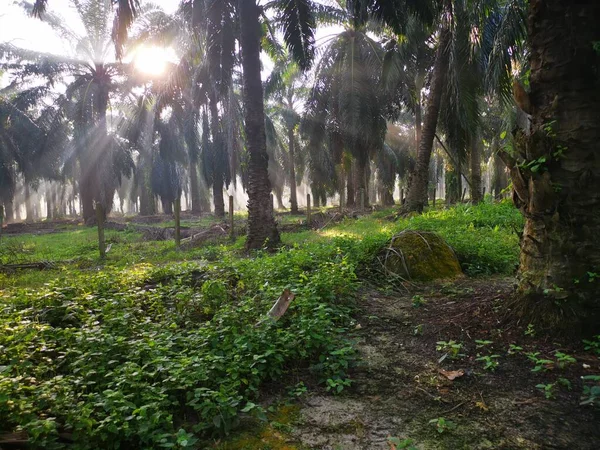 Scène Des Rayons Soleil Matinaux Campagne Huile Palme — Photo