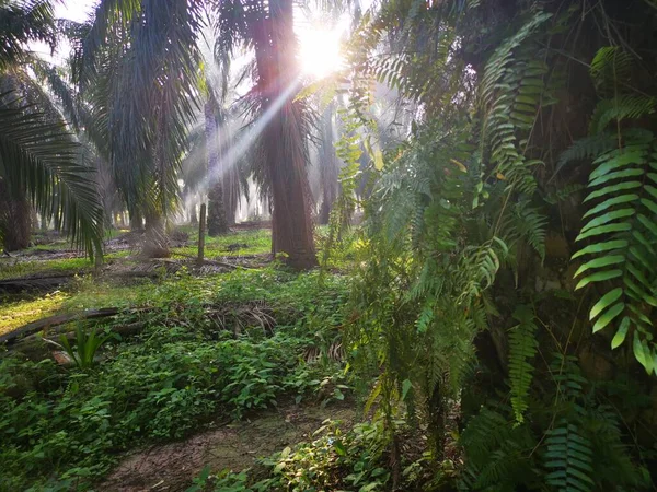 Scene Morning Sun Rays Palm Oil Countryside — Stock Photo, Image