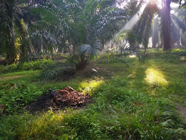 Scene Morning Sun Rays Palm Oil Countryside — Stock Photo, Image