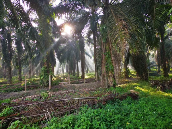 Scène Van Ochtend Zon Stralen Het Palmolie Platteland — Stockfoto