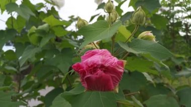 Beyaz rengini pembeye çeviren amberçiçeği mutantlığının görüntüleri