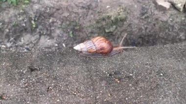 Beton tur boyunca sürünen achatina fulica salyangozunun görüntüleri..