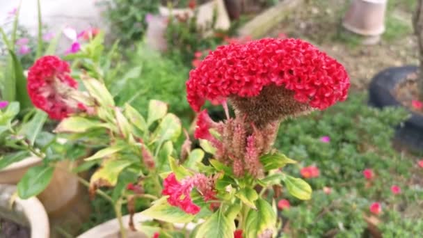 Aufnahmen Der Rosa Celosia Cristata Pflanze — Stockvideo