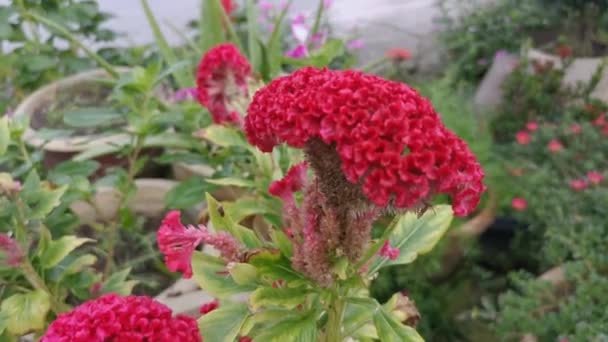 Bilder Den Rosa Celosia Cristata Anläggningen — Stockvideo