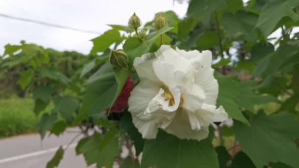 Bilder Hibiskusen Mutabilis Som Ändrar Färg Från Vit Till Rosa — Stockvideo