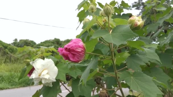 Aufnahmen Des Hibiscus Mutabilis Der Seine Farbe Von Weiß Rosa — Stockvideo