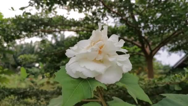 Aufnahmen Des Hibiscus Mutabilis Der Seine Farbe Von Weiß Rosa — Stockvideo