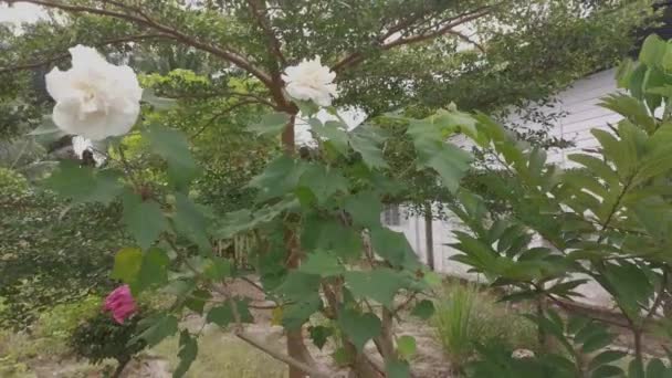 Imagini Hibiscus Mutabilis Care Schimbă Culoarea Alb Roz — Videoclip de stoc