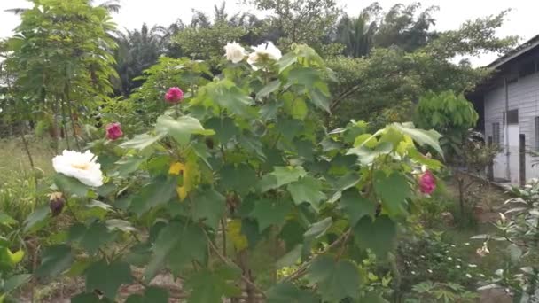 Aufnahmen Des Hibiscus Mutabilis Der Seine Farbe Von Weiß Rosa — Stockvideo